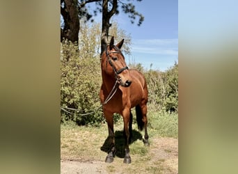 Franse draver, Ruin, 8 Jaar, 170 cm, Bruin