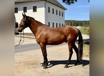 Franse draver, Ruin, 8 Jaar, 170 cm, Bruin