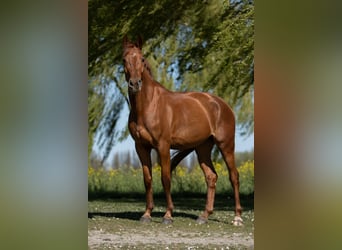 Franse draver, Ruin, 8 Jaar, 175 cm, Vos