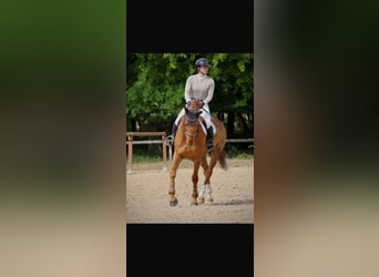 Franse draver, Ruin, 9 Jaar, 167 cm, Vos
