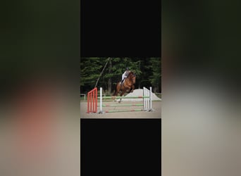 Franse draver, Ruin, 9 Jaar, 167 cm, Vos