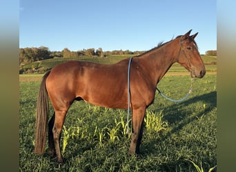 Franse draver, Ruin, 9 Jaar, 168 cm, Bruin