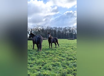 Franse rijpaarden, Hengst, 1 Jaar, 147 cm, Zwart