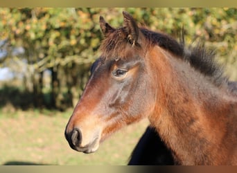 Franse rijpaarden, Hengst, 1 Jaar, 148 cm, Zwartbruin