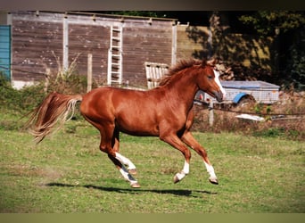 Franse rijpaarden, Hengst, 2 Jaar, 143 cm, Vos