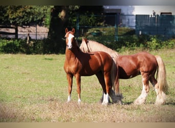 Franse rijpaarden, Hengst, 2 Jaar, 143 cm, Vos