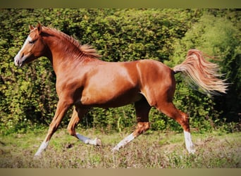 Franse rijpaarden, Hengst, 2 Jaar, 143 cm, Vos