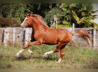 Franse rijpaarden, Hengst, 2 Jaar, 143 cm, Vos