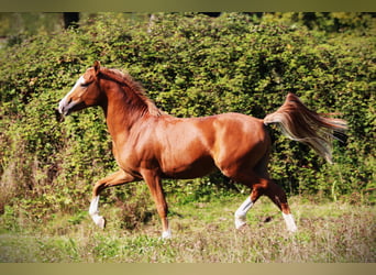 Franse rijpaarden, Hengst, 2 Jaar, 143 cm, Vos