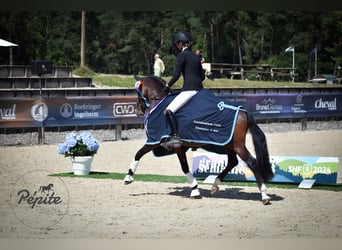 Franse rijpaarden, Hengst, 5 Jaar, 144 cm, Bruin