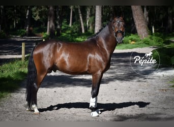 Franse rijpaarden, Hengst, 5 Jaar, 144 cm, Bruin