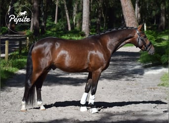 Franse rijpaarden, Hengst, 5 Jaar, 144 cm, Bruin