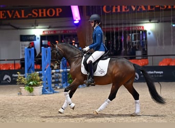 Franse rijpaarden, Hengst, 5 Jaar, 144 cm, Bruin