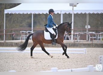 Franse rijpaarden, Hengst, 5 Jaar, 144 cm, Bruin