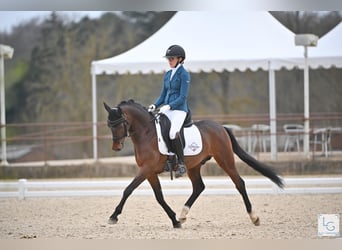 Franse rijpaarden, Hengst, 5 Jaar, 144 cm, Bruin