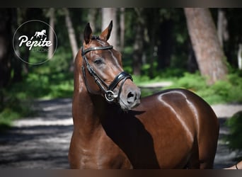 Franse rijpaarden, Hengst, 5 Jaar, 144 cm, Bruin