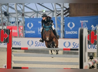 Franse rijpaarden, Hengst, 9 Jaar, 147 cm, Roodbruin