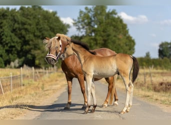 Franse rijpaarden, Hengst, Veulen (06/2026), 118 cm, Bruin