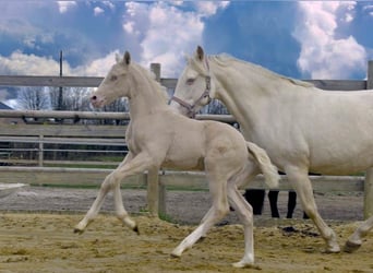 Franse rijpaarden, Hengst, veulen (02/2024), Cremello