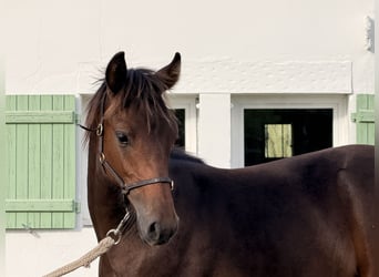 Franse rijpaarden, Hengst, Veulen (02/2026), Zwartbruin