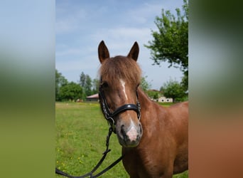 Franse rijpaarden Mix, Merrie, 10 Jaar, 130 cm, Vos