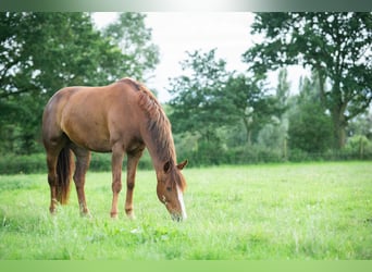 Franse rijpaarden, Merrie, 10 Jaar, 164 cm, Vos