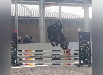 Franse rijpaarden, Merrie, 11 Jaar, 145 cm, Zwart