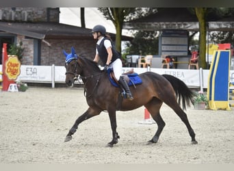 Franse rijpaarden, Merrie, 11 Jaar, 149 cm, Donkerbruin