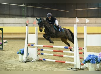 Franse rijpaarden, Merrie, 11 Jaar, 149 cm, Donkerbruin