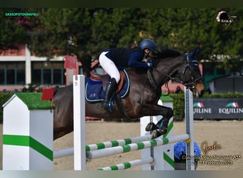 Franse rijpaarden, Merrie, 11 Jaar, 149 cm, Donkerbruin