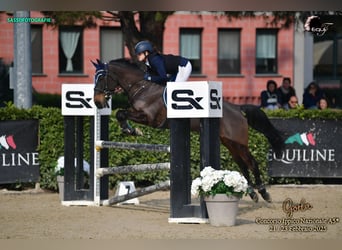 Franse rijpaarden, Merrie, 11 Jaar, 149 cm, Donkerbruin