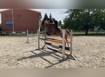 Franse rijpaarden, Merrie, 12 Jaar, 152 cm, Vos