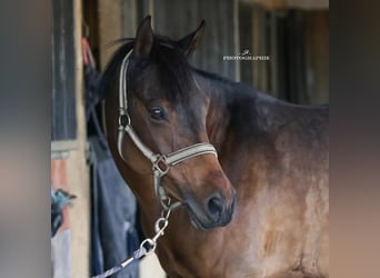 Franse rijpaarden, Merrie, 14 Jaar, 149 cm, Bruin