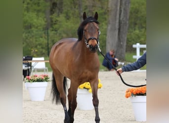 Franse rijpaarden, Merrie, 14 Jaar, 149 cm, Bruin