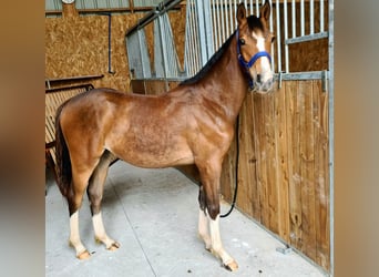 Franse rijpaarden, Merrie, 1 Jaar, 136 cm, Brauner