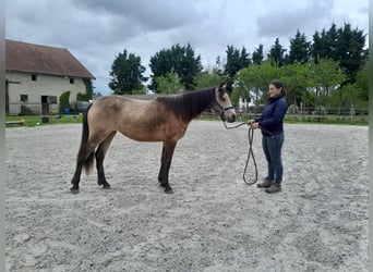 Franse rijpaarden, Merrie, 2 Jaar, 140 cm, Falbe