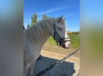 Franse rijpaarden, Merrie, 3 Jaar, 144 cm, Perlino
