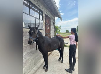Franse rijpaarden, Merrie, 4 Jaar, 118 cm, Donkerbruin