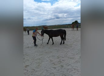 Franse rijpaarden, Merrie, 4 Jaar, 118 cm, Donkerbruin
