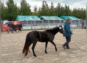 Franse rijpaarden, Merrie, 4 Jaar, 118 cm, Donkerbruin