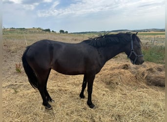 Franse rijpaarden, Merrie, 4 Jaar, 118 cm, Donkerbruin