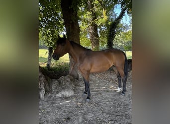 Franse rijpaarden, Merrie, 4 Jaar, 140 cm, Bruin