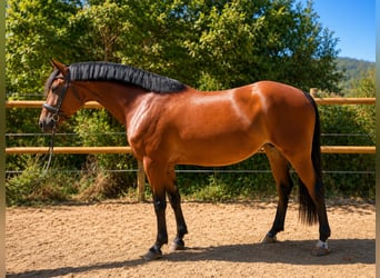 Franse rijpaarden, Merrie, 5 Jaar, 147 cm, Bruin