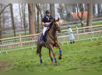 Franse rijpaarden Mix, Merrie, 5 Jaar, 163 cm, Roodvos