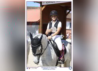 Franse rijpaarden, Merrie, 7 Jaar, 145 cm, Schimmel