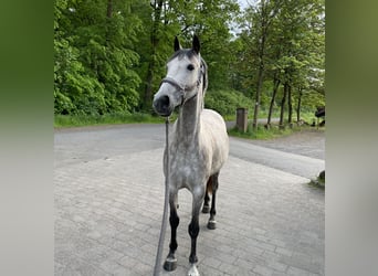 Franse rijpaarden, Merrie, 7 Jaar, 147 cm, Schimmel