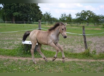 Franse rijpaarden, Merrie, veulen (03/2024), 143 cm, Schimmel