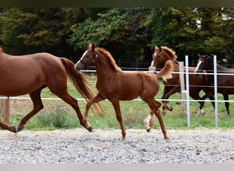 Franse rijpaarden, Merrie, veulen (05/2023), Vos