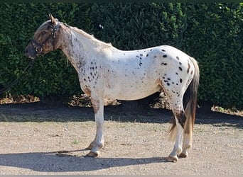 Franse rijpaarden, Ruin, 3 Jaar, 149 cm, Appaloosa