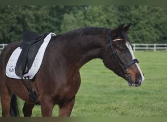 Franse rijpaarden, Ruin, 4 Jaar, 144 cm, Donkerbruin